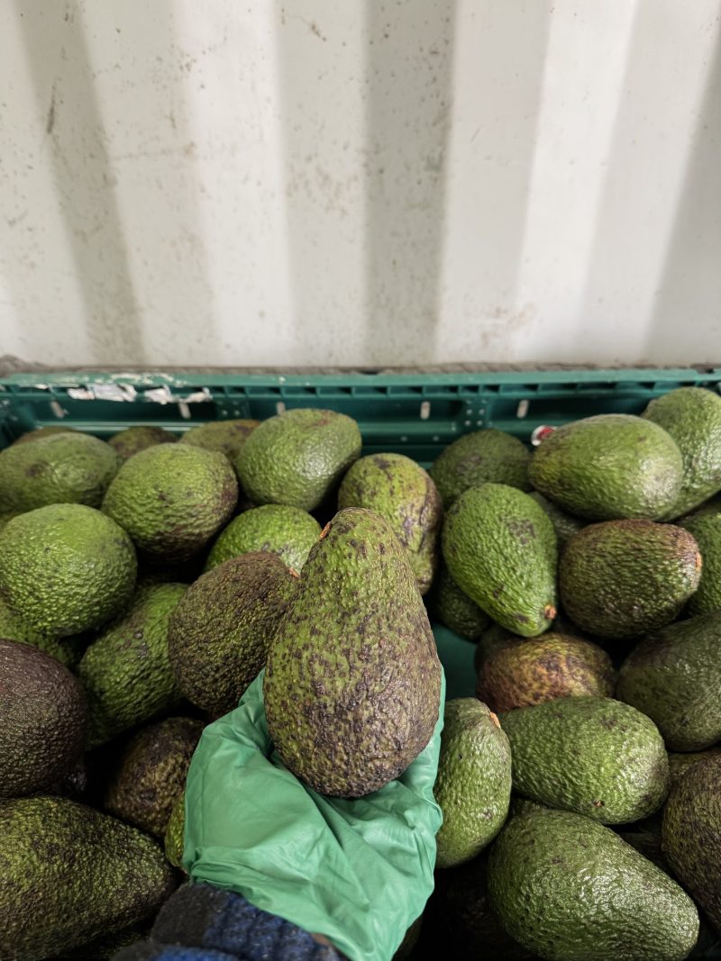 AVOCADOS( big) – Gill Brothers Farm Produce